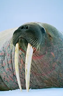 Walruses: WALRUS - lying on snow, C/U of head