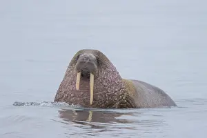 Odobenus: Walrus male
