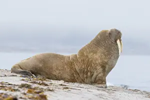 Odobenus: Walrus male