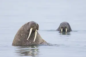 Odobenus: Walrus male