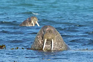 Odobenus: Walrus male
