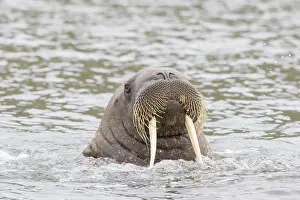 Odobenus: Walrus male