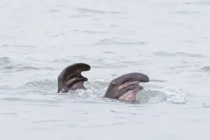 Odobenus: Walrus male