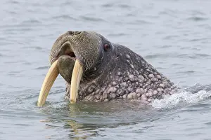 Odobenus: Walrus male