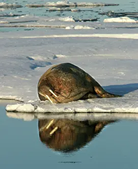 Atlanticus: Walrus male resting on ice