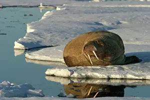 Atlanticus: Walrus male resting on ice