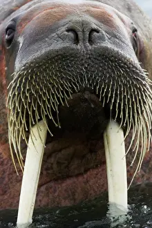 Moustache: Walrus - Male in sea