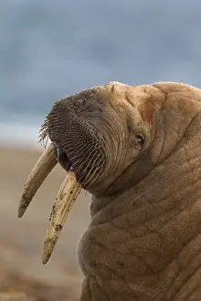 Odobenus: Walrus (Odobenus rosmarus) close up portrait of