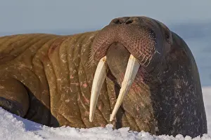 Odobenus: Walrus (Odobenus rosmarus) close up portrait of