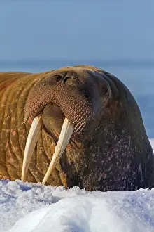 Odobenus: Walrus (Odobenus rosmarus) close up portrait of