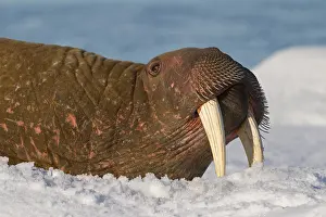 Odobenus: Walrus (Odobenus rosmarus) close up portrait of