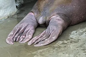 Odobenus: Walrus (Odobenus rosmarus), close-up of rear flippers