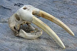 Death: Walrus (Odobenus rosmarus) close-up skull with large