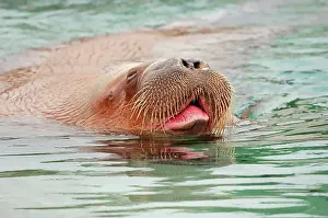 Found: Walrus (Odobenus rosmarus divergens), swimming