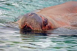 Walruses: Walrus (Odobenus rosmarus divergens), swimming