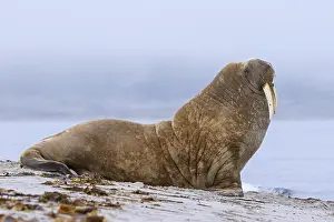 Odobenus: Walrus (Odobenus rosmarus) male, bull resting on