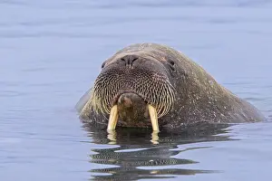Odobenus: Walrus (Odobenus rosmarus) male, bull swimming in