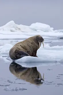 Odobenus: Walrus (Odobenus rosmarus) resting on ice floe in