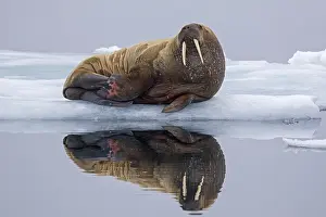 Odobenus: Walrus (Odobenus rosmarus) resting on ice floe in