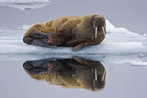 Odobenus: Walrus (Odobenus rosmarus) resting on ice floe in