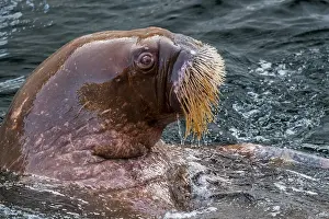 Odobenus: Walrus (Odobenus rosmarus) swimming in water, close