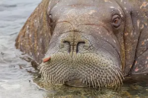 Torellneset: Walrus (Odobenus rosmarus), Torellneset Island