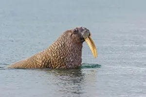 Odobenus: Walrus (Odobenus rosmarus) in the water, Sarstangen