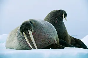 Walruses: WALRUS - Pair, female with short tusks