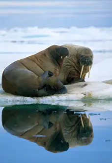Walruses: Walrus - pair on ice flow