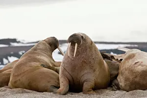 Reared: Walrus - Two reared up - on beach