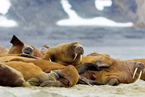 Walruses: Walrus - resting in beach colony