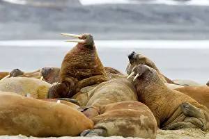 Walruses: Walrus - resting in beach colony