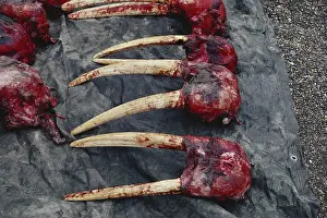 Illegal: Walrus Skulls and Tusks (Ivory)