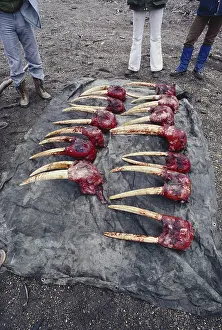Illegal: Walrus Skulls and Tusks (Ivory)