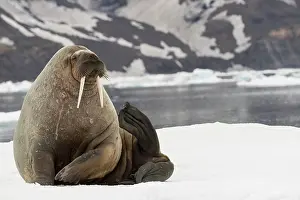 Majestic: Walrus, Svalbard, Norway