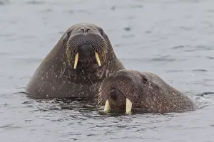 240118: Walrus - swimming group - Svalbard, Norway