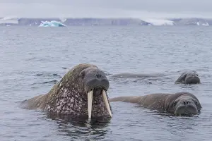Odobenus: Walrus - swimming group - Svalbard, Norway