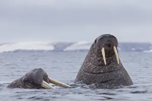 Odobenus: Walrus - swimming group - Svalbard, Norway