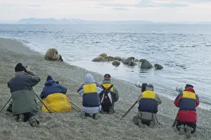 Pictures: Walrus - tourists taking pictures of walruses -