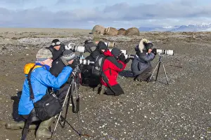 Pictures: Walrus - tourists taking pictures of walruses -