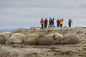 240118: Walrus - tourists taking pictures of walrusses -