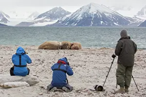 Taking: Walrus - tourists taking pictures of walrusses on