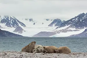 Odobenus: Walrus - walrusses resting on a beach - Svalbard