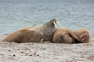 Odobenus: Walrus - walrusses resting on a beach - Svalbard