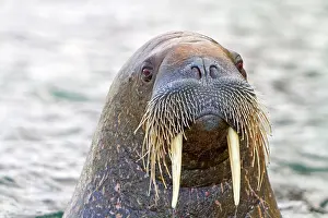 Walruses: Walrus - in the water