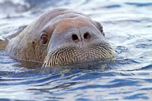Walruses: Walrus - in the water