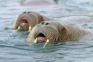 Walruses: Walrus - in the water