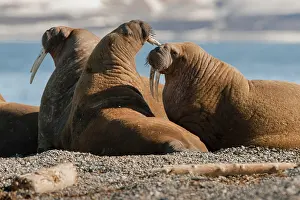 Walruses: Walruses (Odobenus rosmarus) at the beach, Odobenus