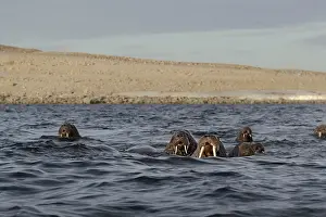 Walruses: Walruses (Odobenus rosmarus), herd swimming in the