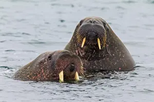 Odobenus: Two walruses (Odobenus rosmarus) swimming in the